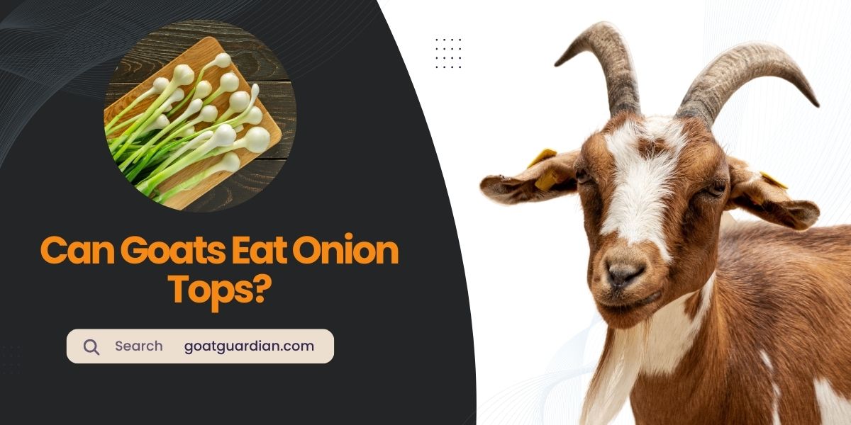 Can Goats Eat Onion Tops