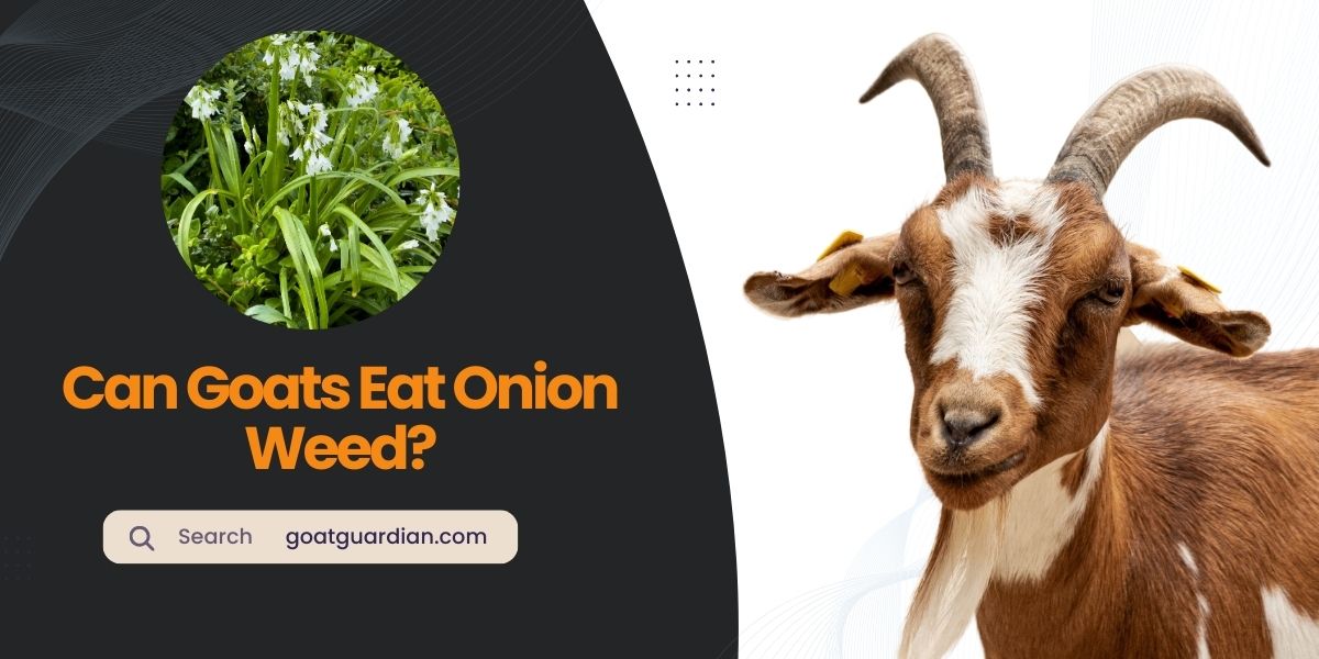 Can Goats Eat Onion Weed