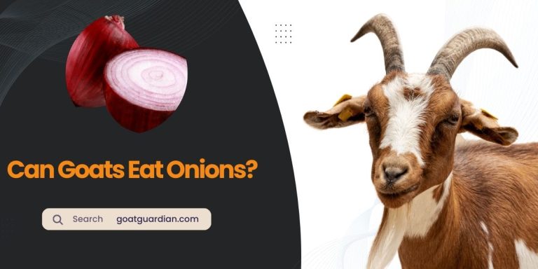 Can Goats Eat Onions? (Dos & Don’ts)