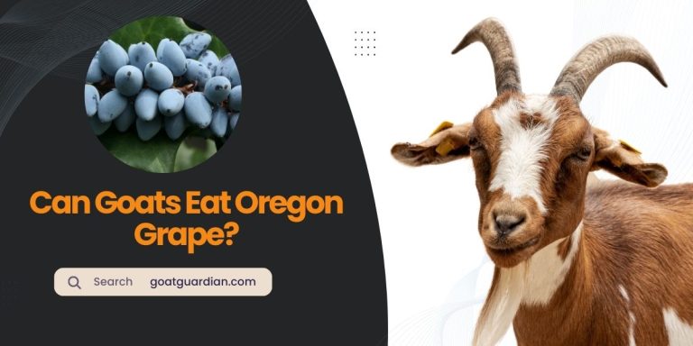 Can Goats Eat Oregon Grape? (Alternatives List)