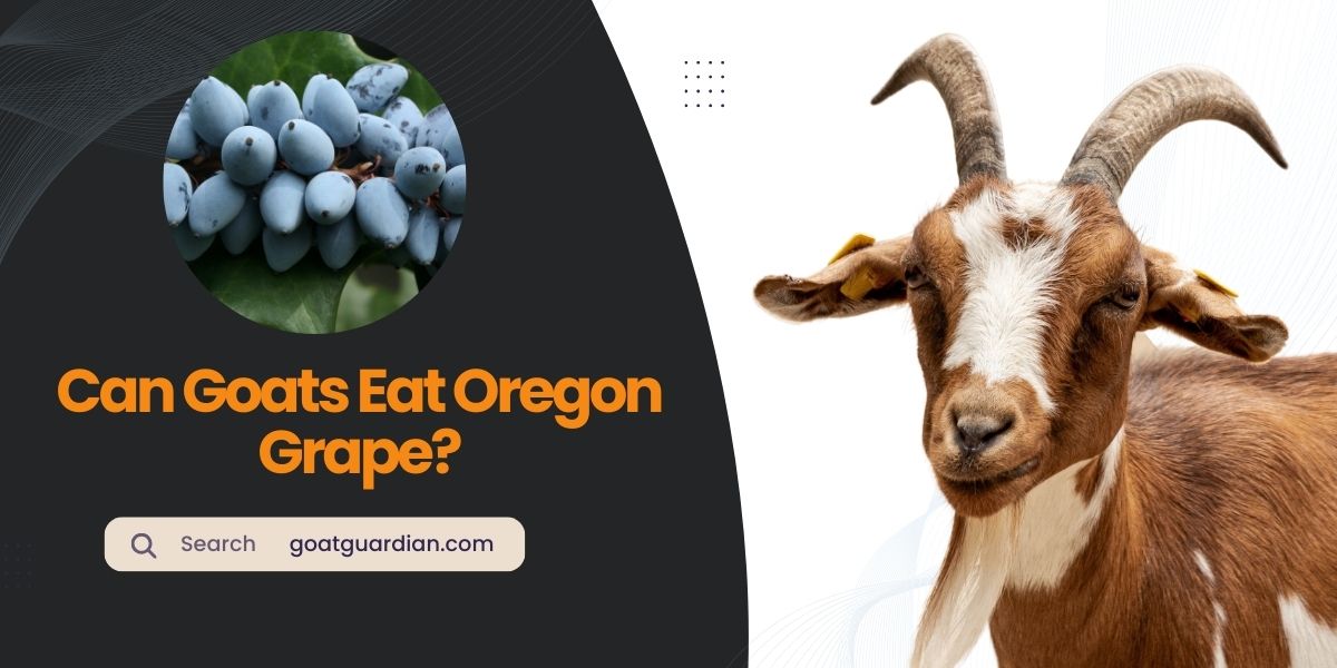 Can Goats Eat Oregon Grape
