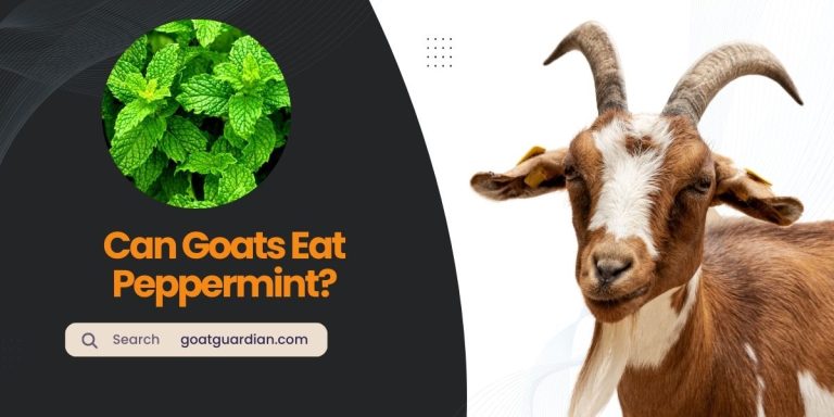 Can Goats Eat Peppermint? (Benefits and Risks)