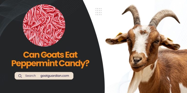 Can Goats Eat Peppermint Candy? (with Benefits)