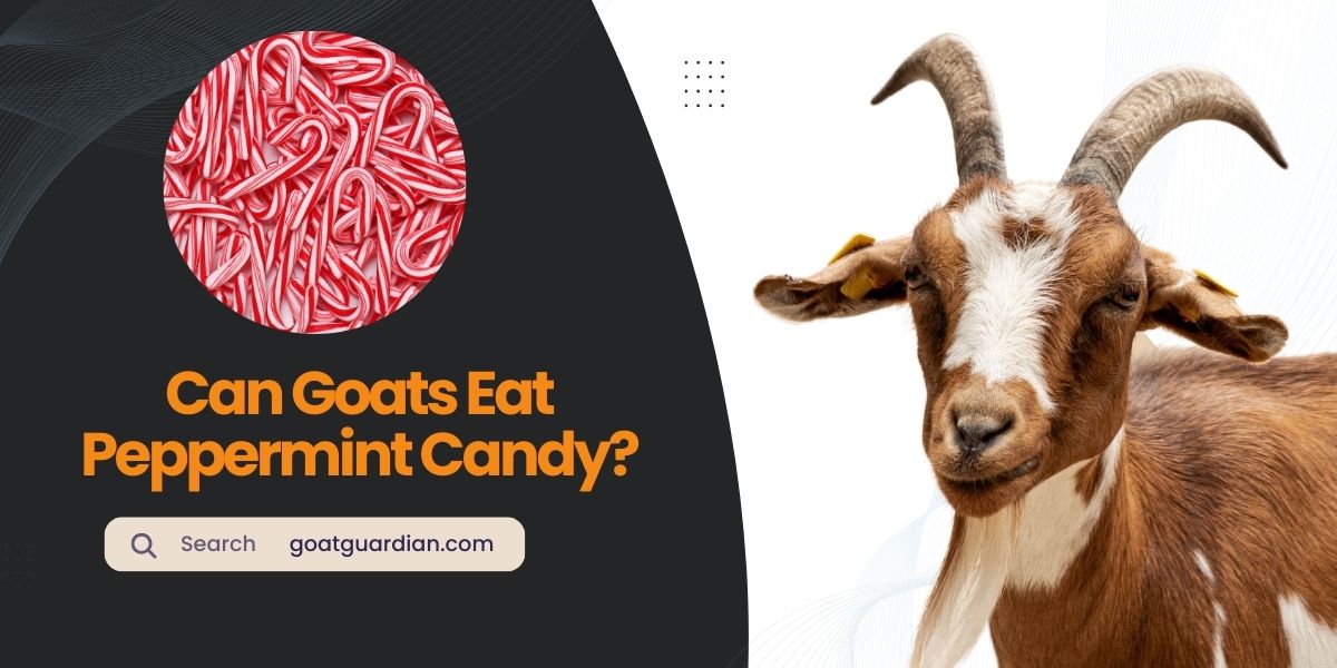 Can Goats Eat Peppermint Candy