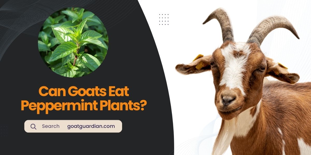 Can Goats Eat Peppermint Plants