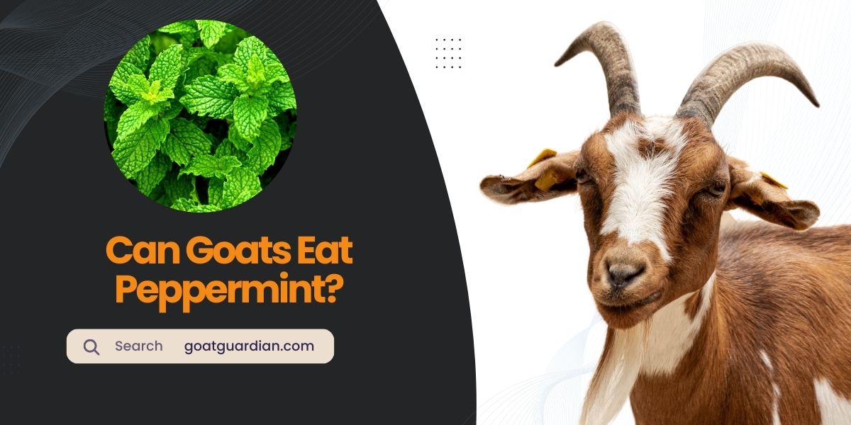 Can Goats Eat Peppermint