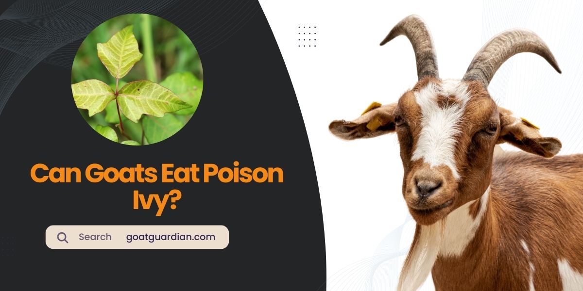 Can Goats Eat Poison Ivy