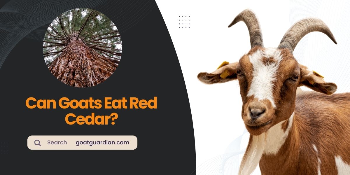 Can Goats Eat Red Cedar