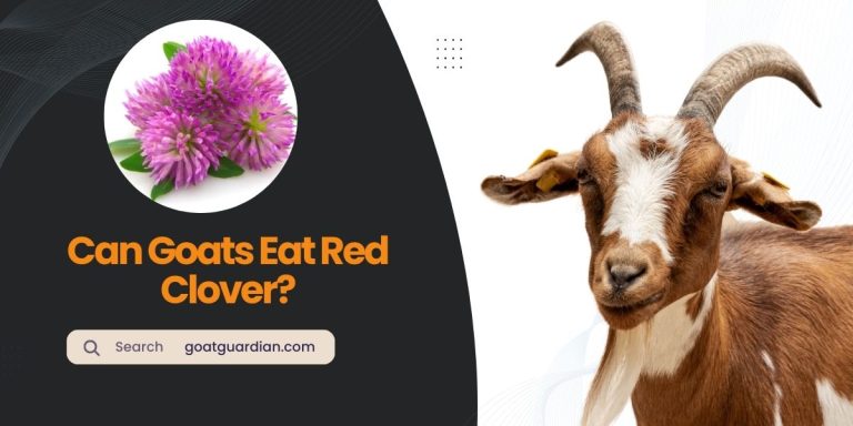 Can Goats Eat Red Clover? (with Safety Considerations)