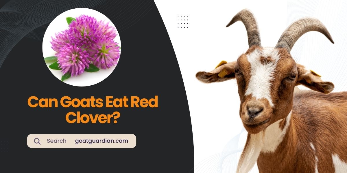 Can Goats Eat Red Clover