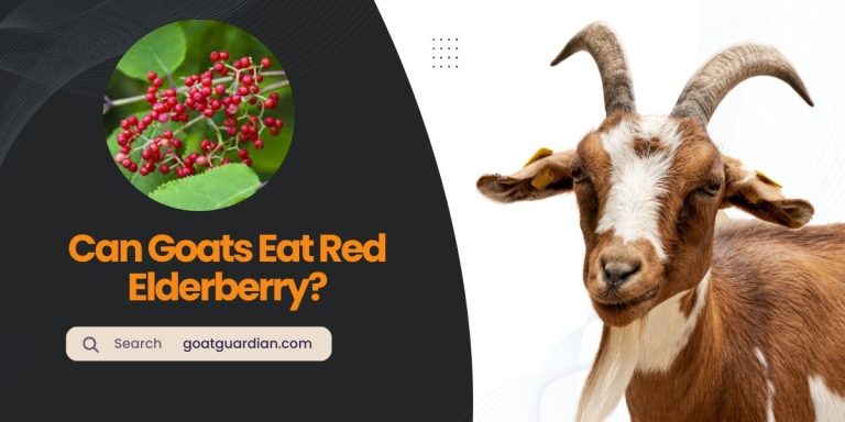 Can Goats Eat Red Elderberry? (Ideal or Not)