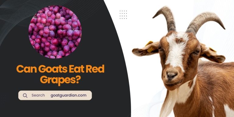 Can Goats Eat Red Grapes? (Good or Bad)