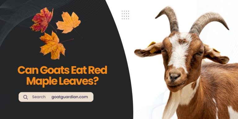 Can Goats Eat Red Maple Leaves? (Safety & Risks)