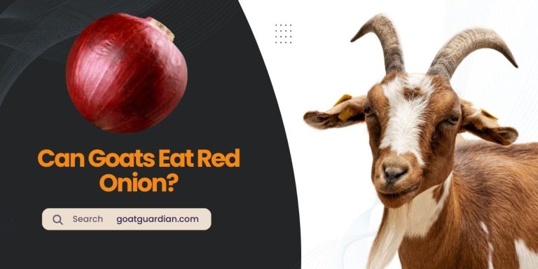 Can Goats Eat Red Onion? (Surprising Facts)