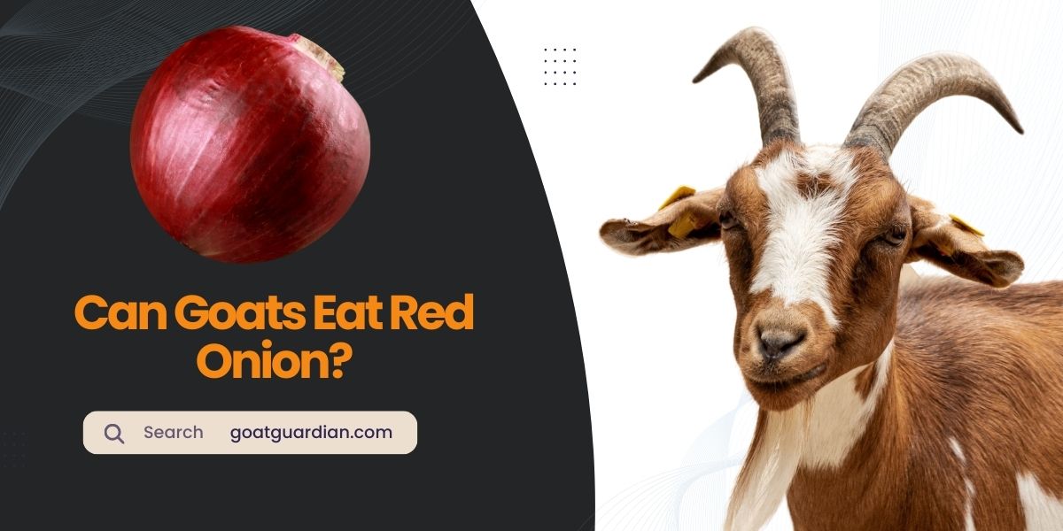 Can Goats Eat Red Onion