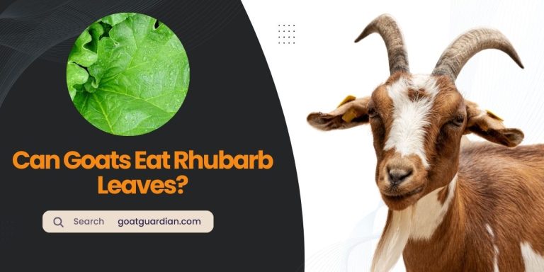 Can Goats Eat Rhubarb Leaves? (Hidden Danger)