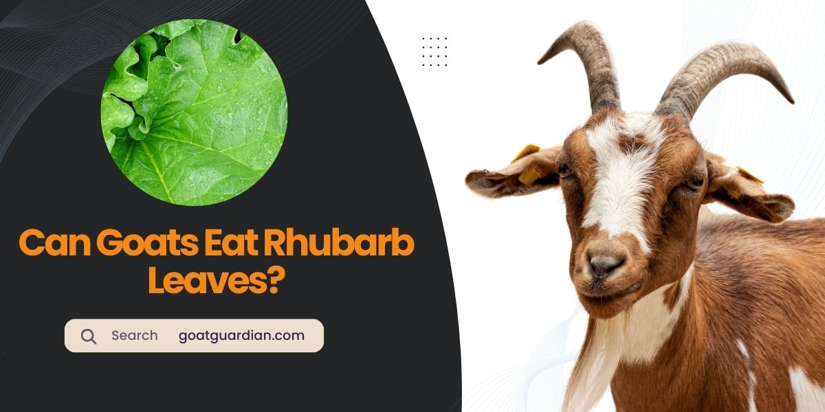 Can Goats Eat Rhubarb Leaves