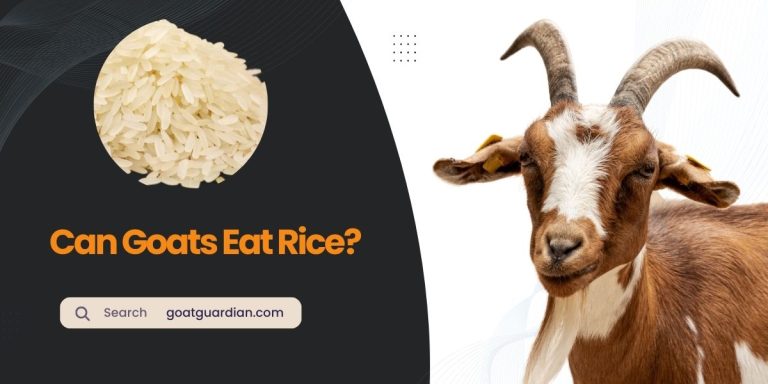 Can Goats Eat Rice? (Benefits, Risks, and FAQs)