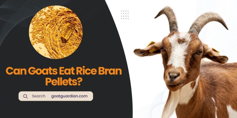 Can Goats Eat Rice Bran Pellets? (Read Before Feeding)