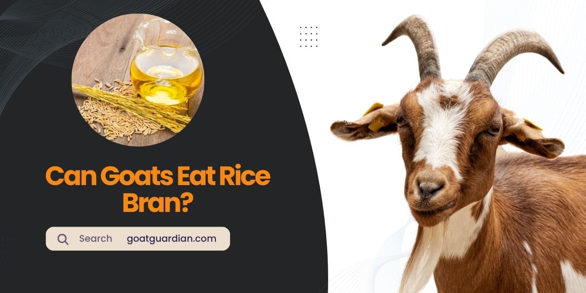 Can Goats Eat Rice Bran