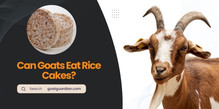 Can Goats Eat Rice Cakes? (Nutritional Benefits)
