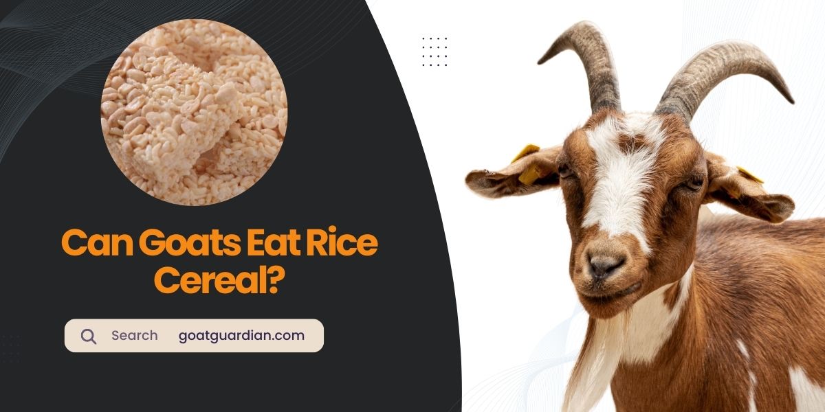 Can Goats Eat Rice Cereal