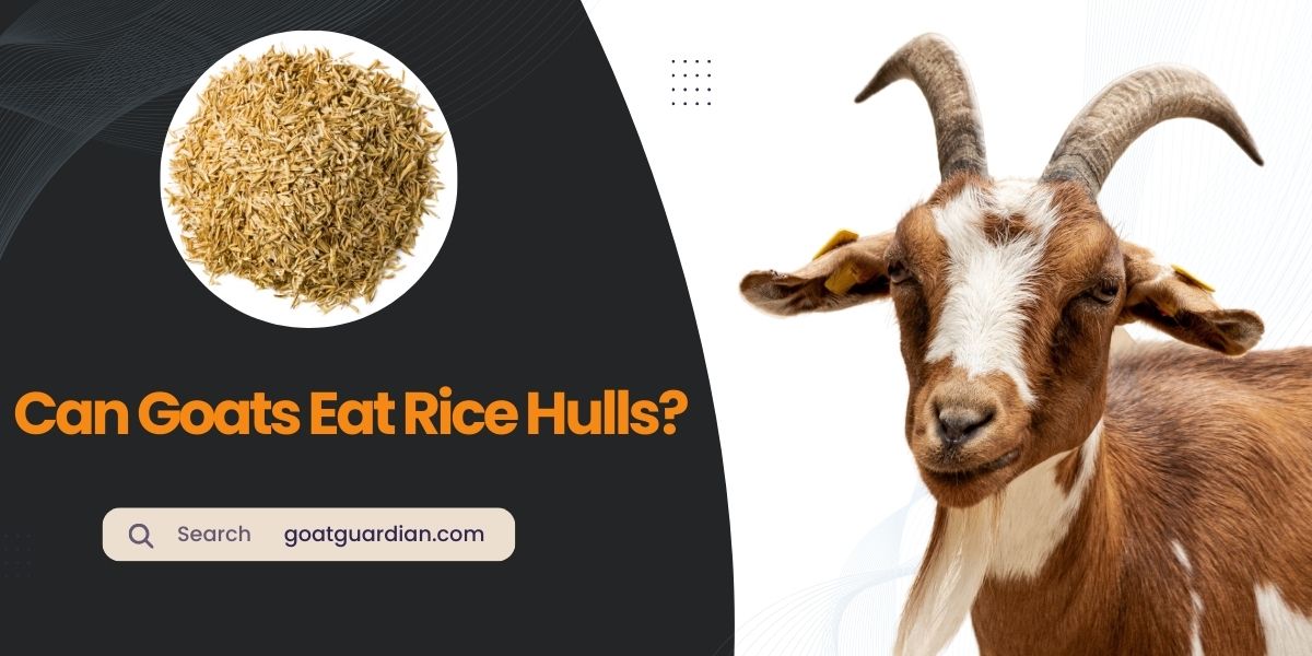 Can Goats Eat Rice Hulls