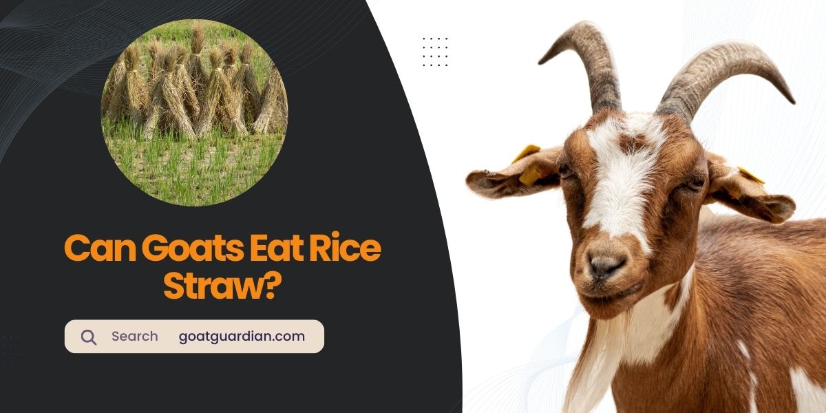 Can Goats Eat Rice Straw