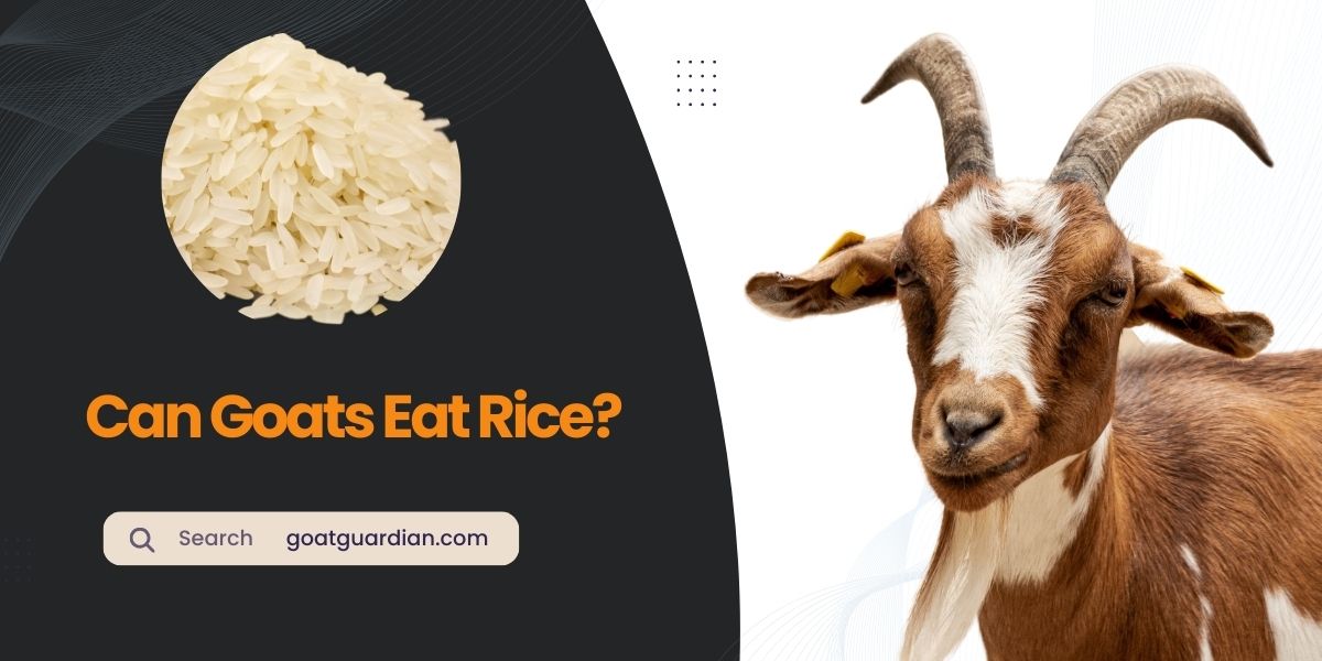 Can Goats Eat Rice