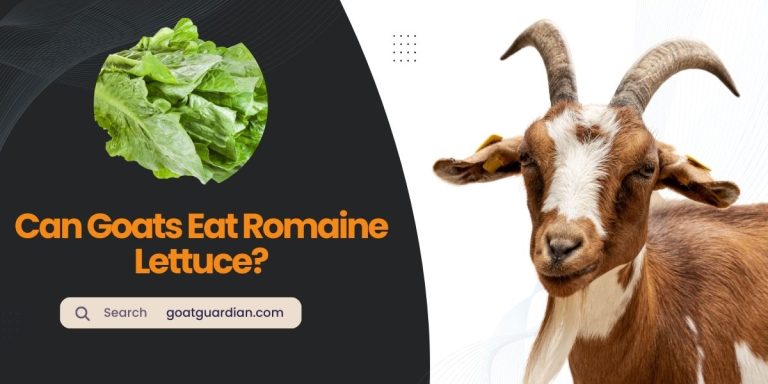 Can Goats Eat Romaine Lettuce? (Feeding Ways)