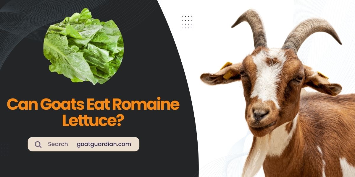 Can Goats Eat Romaine Lettuce