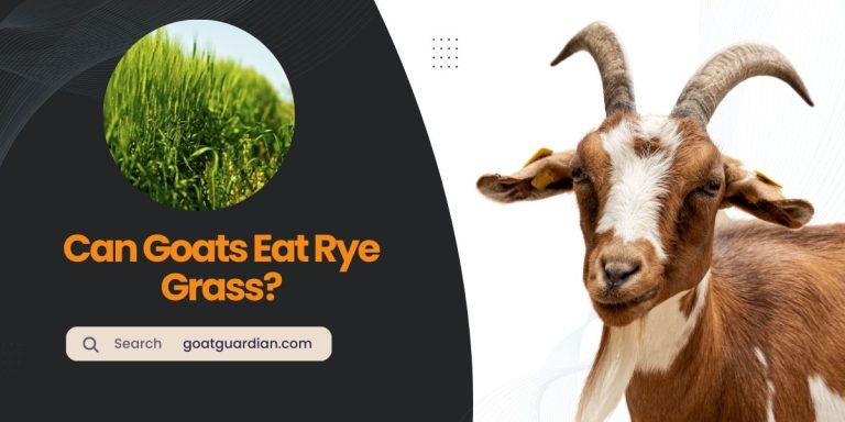 Can Goats Eat Rye Grass? (Safety & Precautions)