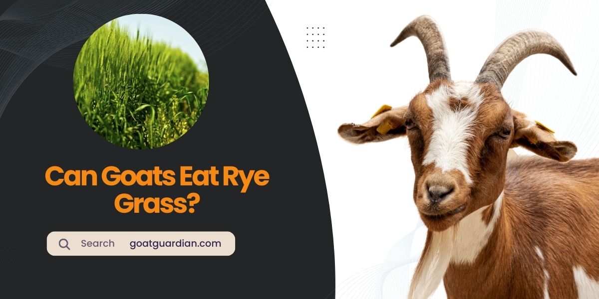 Can Goats Eat Rye Grass