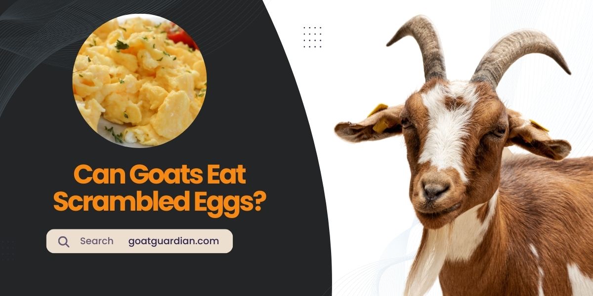 Can Goats Eat Scrambled Eggs