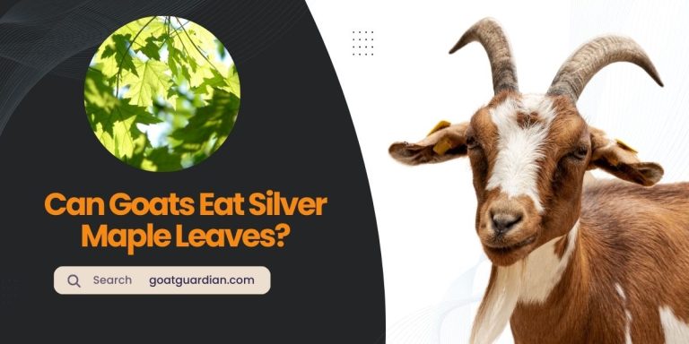 Can Goats Eat Silver Maple Leaves? (GOOD or BAD)