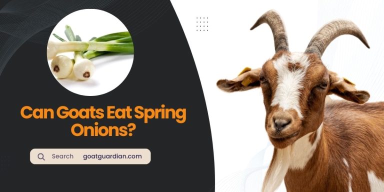 Can Goats Eat Spring Onions? (Good or Bad)