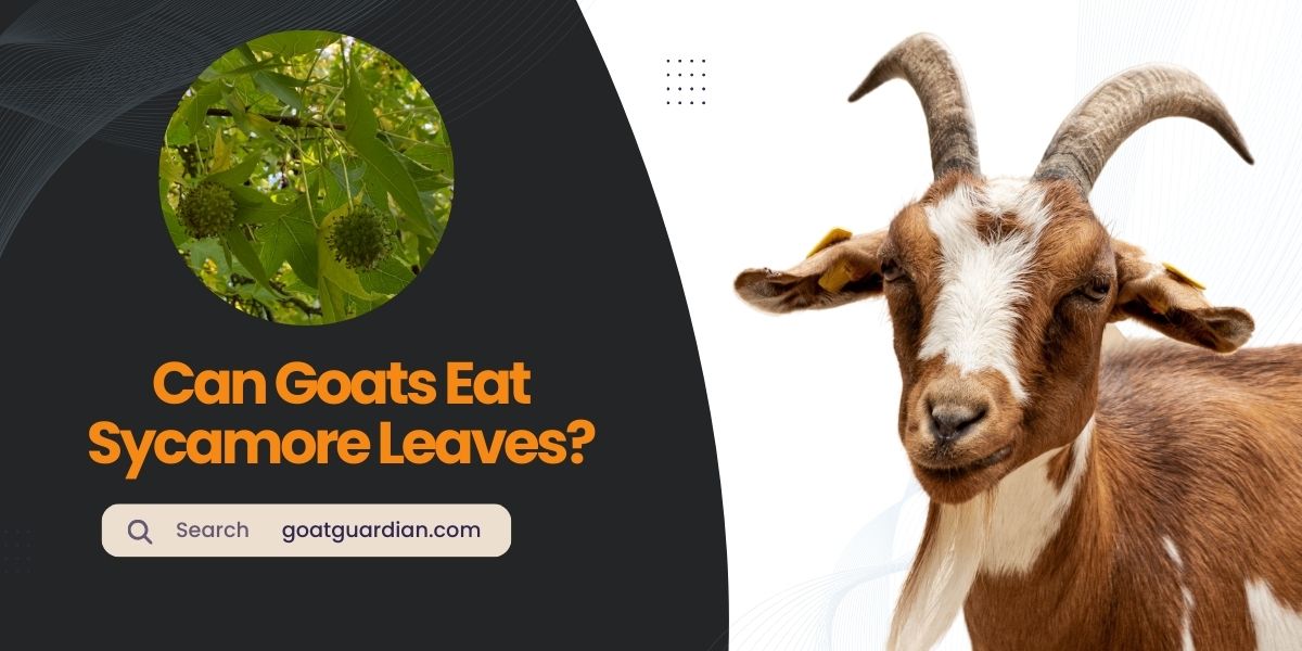 Can Goats Eat Sycamore Leaves