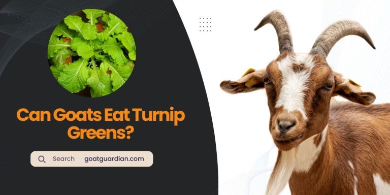 Can Goats Eat Turnip Greens? (Preparing Guide)