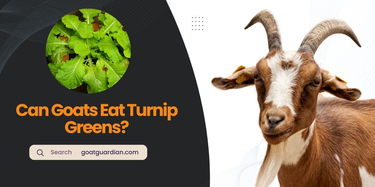 Can Goats Eat Turnip Greens