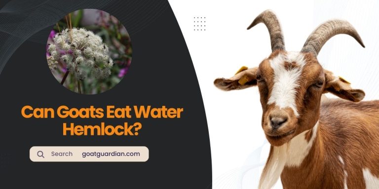 Can Goats Eat Water Hemlock? A Deadly Choice!