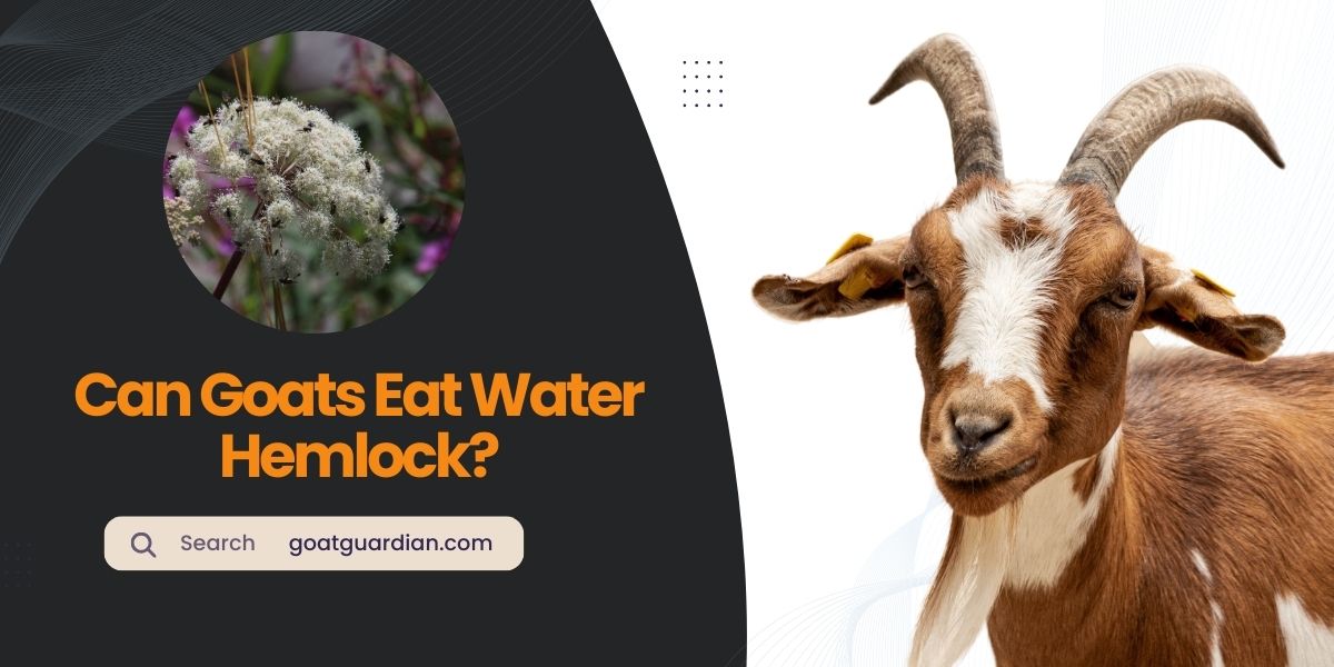 Can Goats Eat Water Hemlock