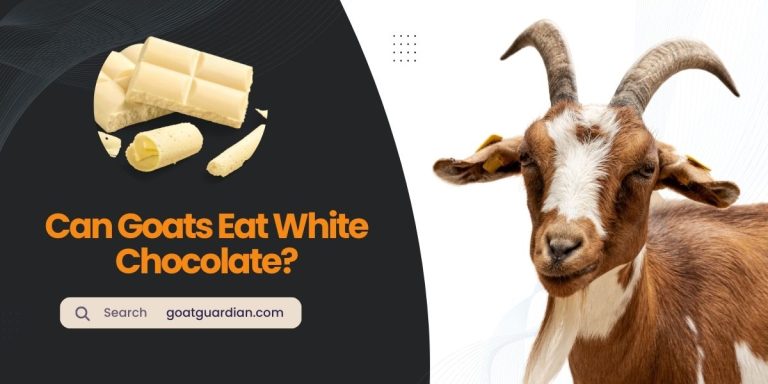 Can Goats Eat White Chocolate? (YES or NO)