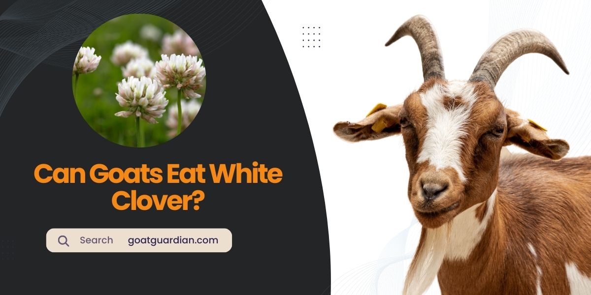 Can Goats Eat White Clover