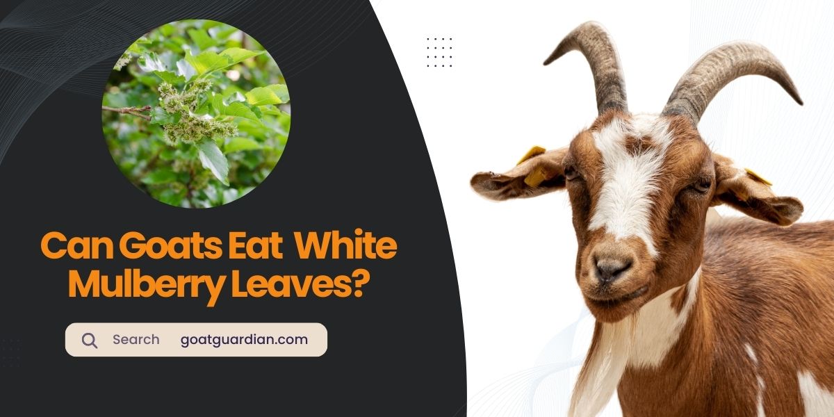 Can Goats Eat White Mulberry Leaves