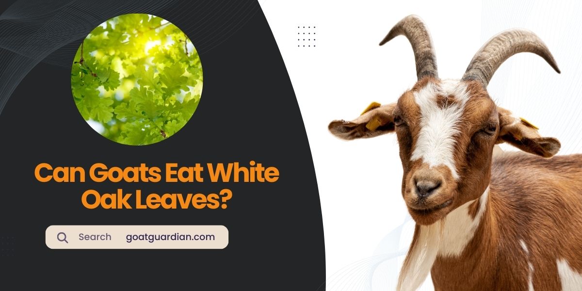 Can Goats Eat White Oak Leaves