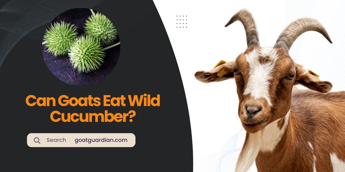 Can Goats Eat Wild Cucumber