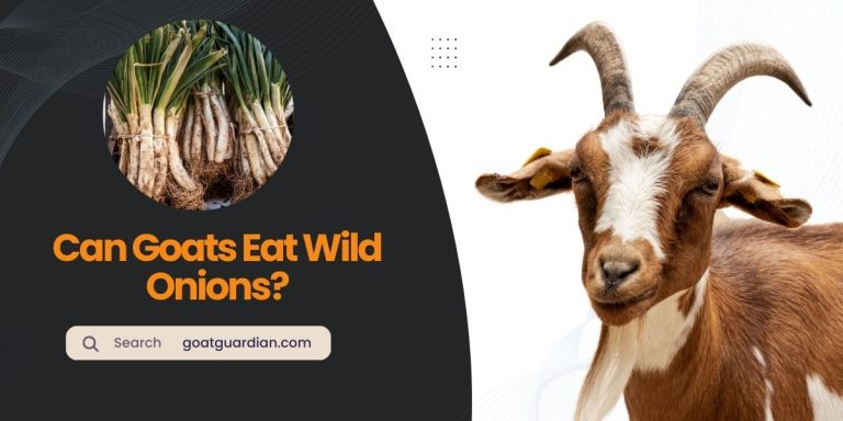 Can Goats Eat Wild Onions? Is It Safe?