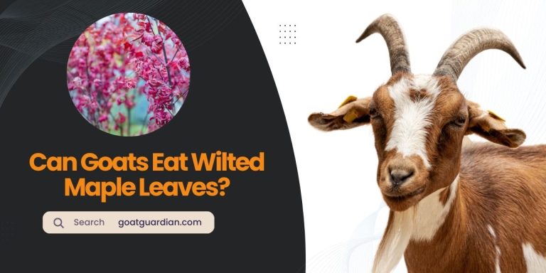 Can Goats Eat Wilted Maple Leaves? (YES or NO)