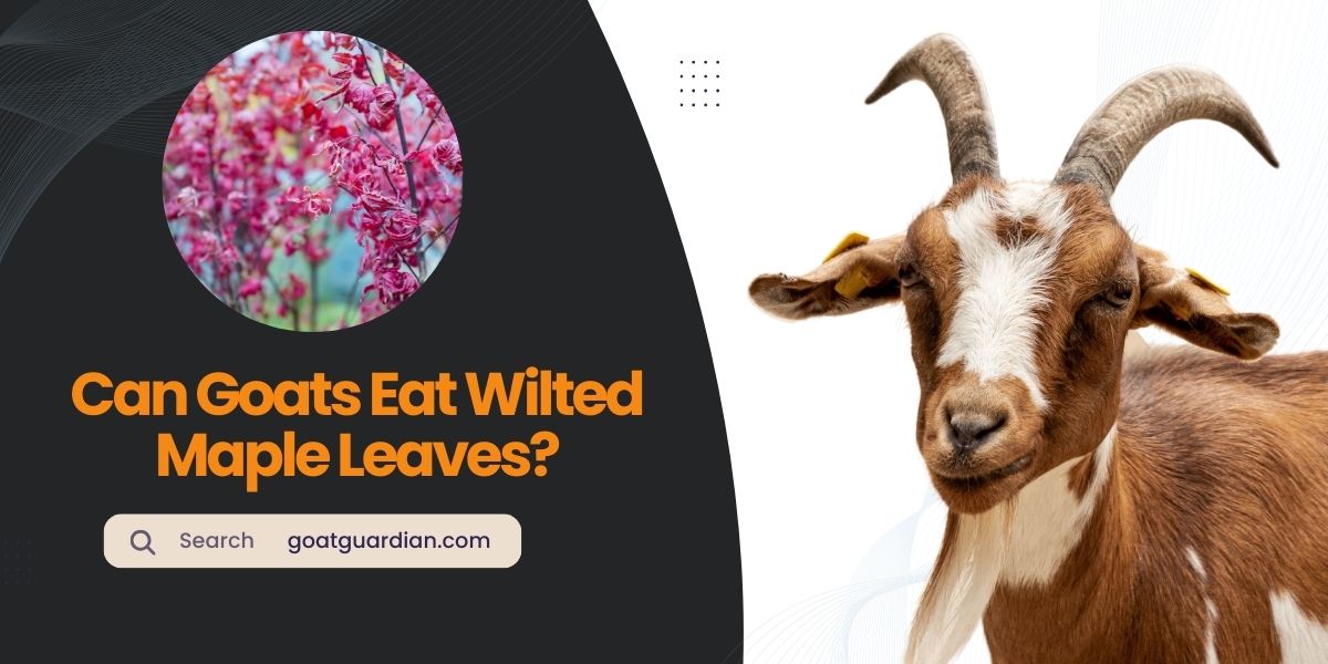 Can Goats Eat Wilted Maple Leaves
