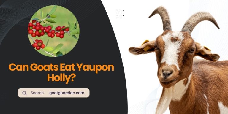 Can Goats Eat Yaupon Holly? (GOOD or BAD)